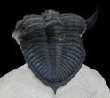 Bumpy Zlichovaspis Trilobite - Great Eye Facets #34505-4